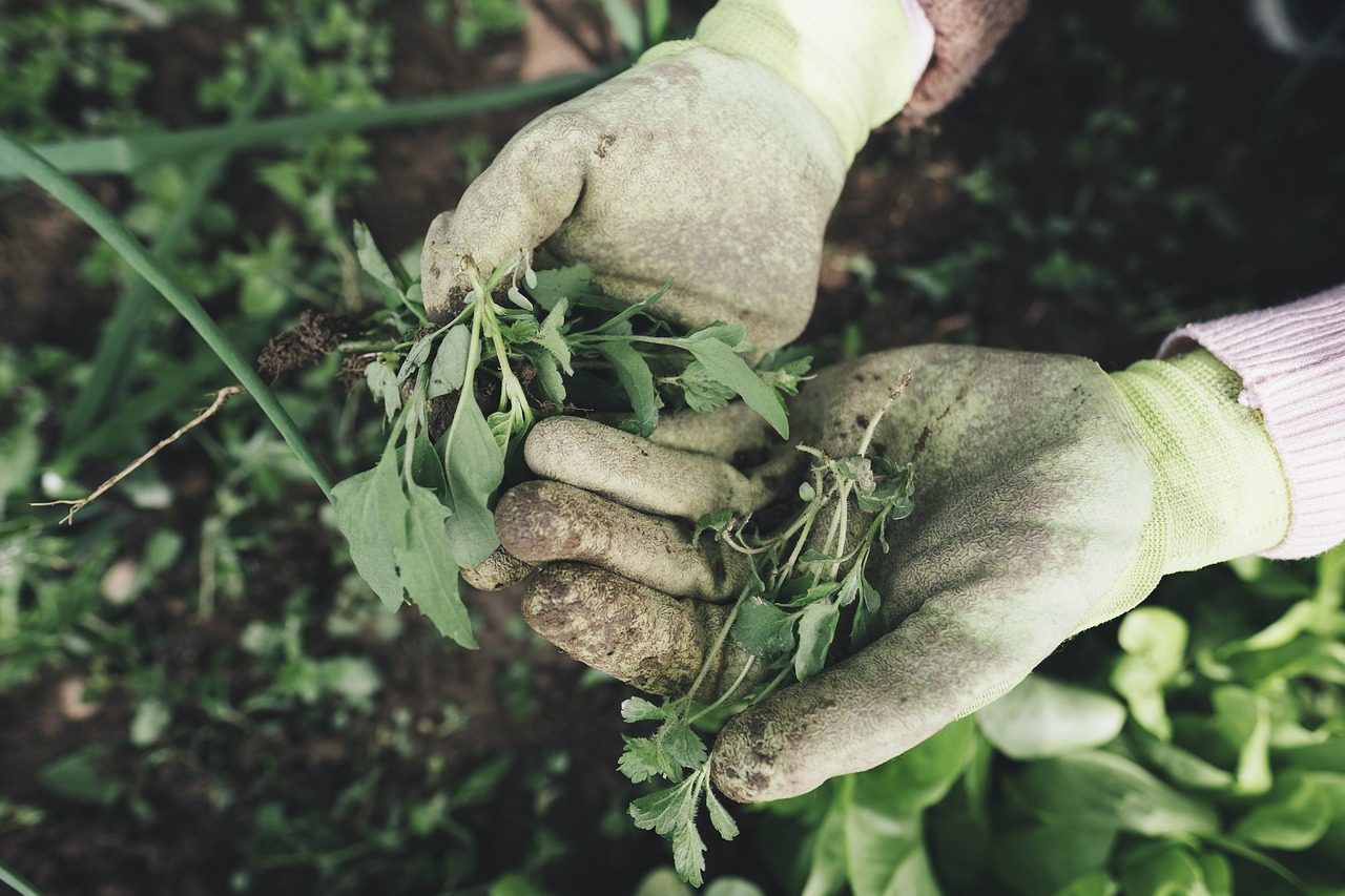 Vegetable Gardening for Beginners: Tips and Tricks